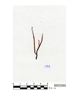 藏品(齒鞭廣萼蘚)的圖片